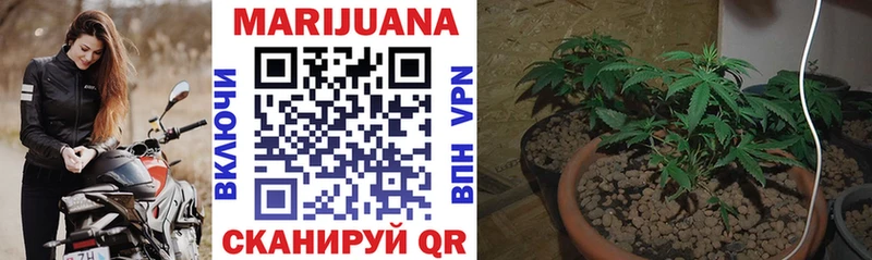 дарк нет клад  Алексин  Конопля Ganja 